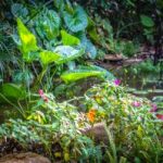 Botanical-Gardens-1-300×199