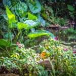 Botanical-Gardens-1-825×510
