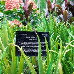 Botanical-Gardens-2-1024×683