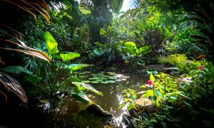 Endless forms most beautiful: strolling through Laos’ first botanic gardens