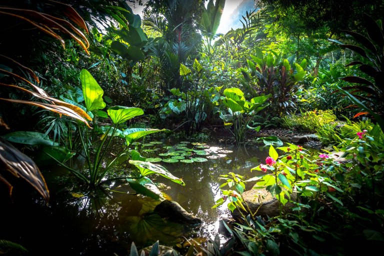 Endless forms most beautiful: strolling through Laos’ first botanic gardens