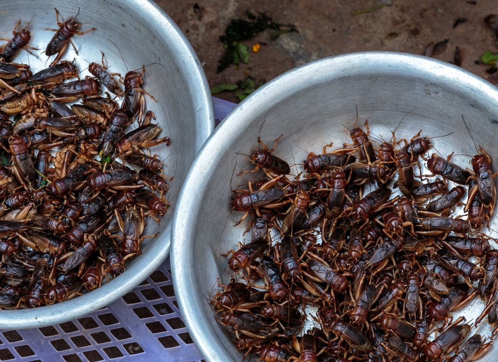 Insectes comestibles, Laos, 2024