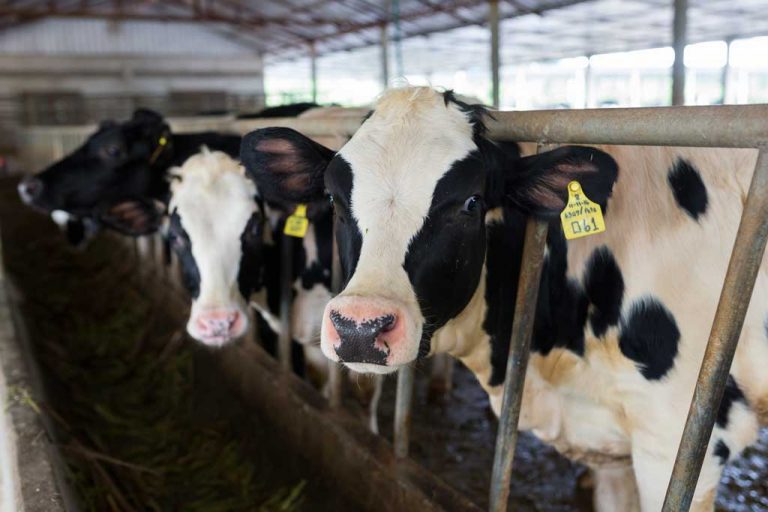 ລາວ ເດລີ້ ຟາມ: ນົມສົດຈາກຟາມ ໃນນະຄອນຫຼວງວຽງຈັນ