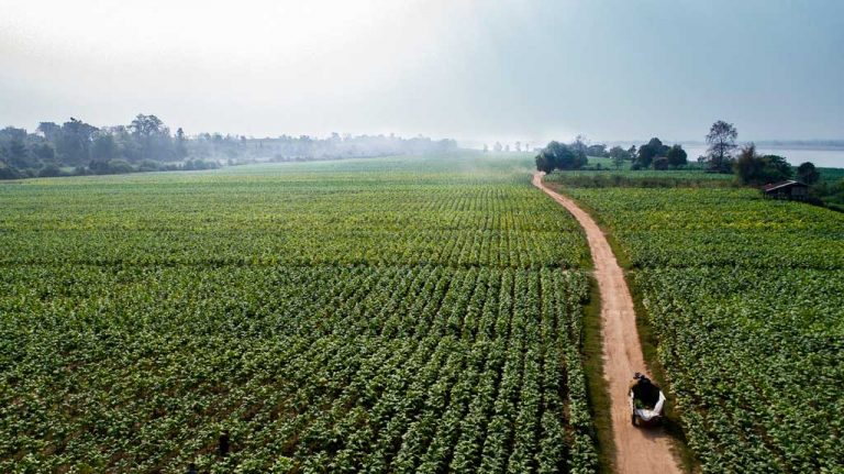 Sowing the seeds of success