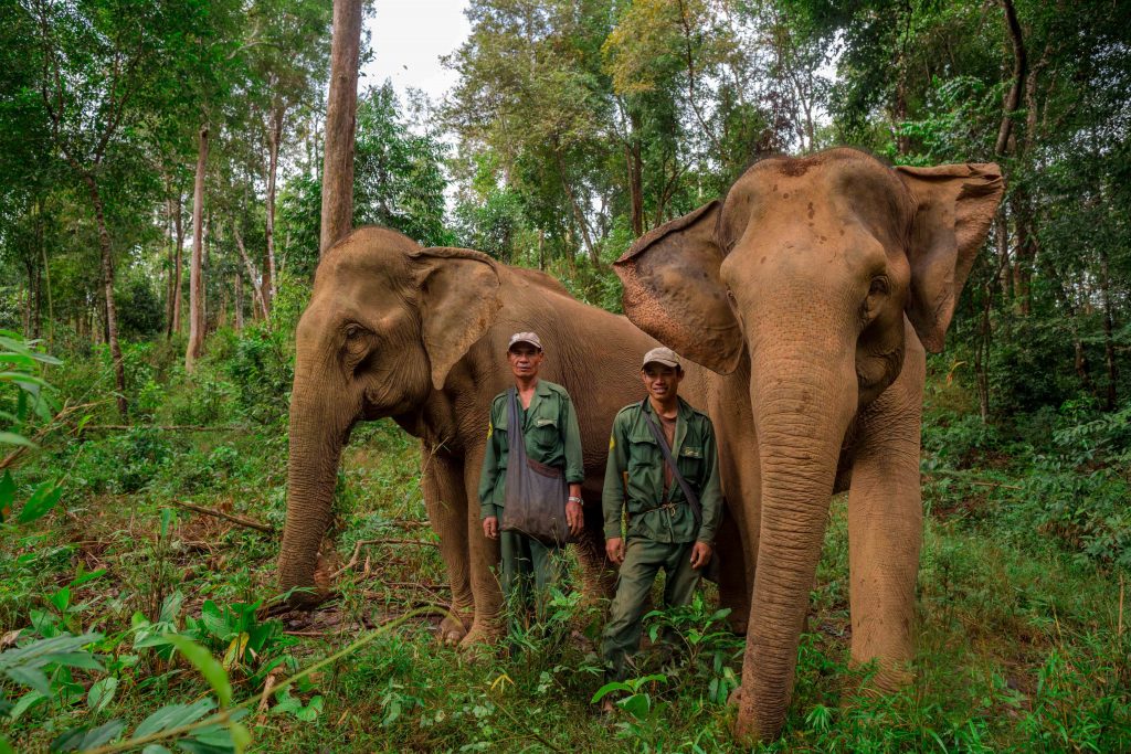 The Elephant Conservation Center – Champa Meuanglao