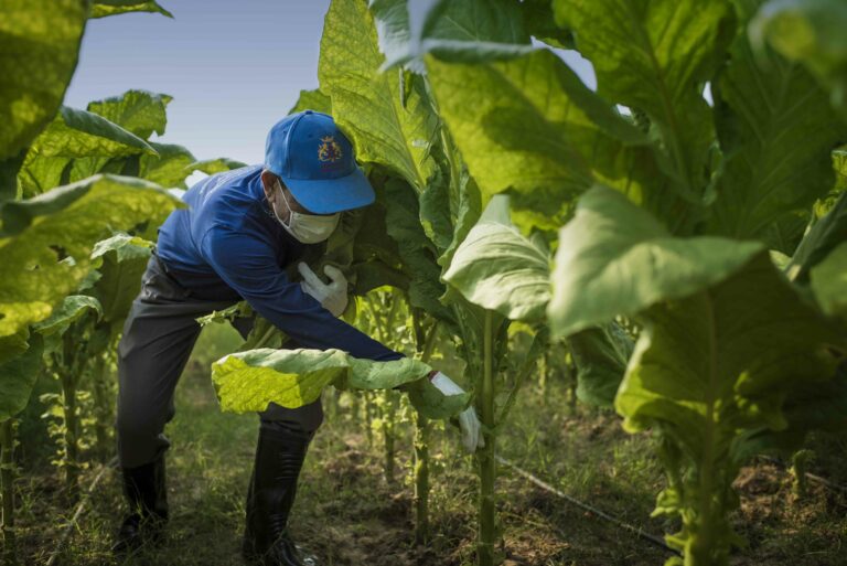 Maximizing Livelihoods