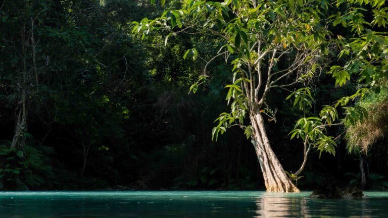 ລາວຍືນຍາວ