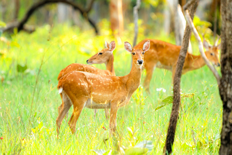 The Wild Wonders of Central Laos
