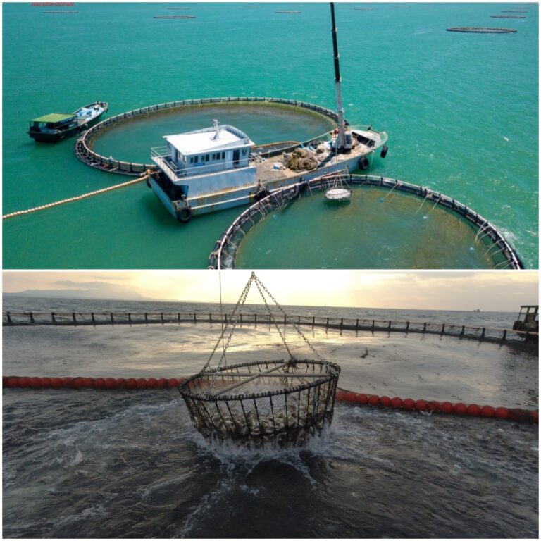 Hainan fish on global tables: testament to successful Hainan Fresh Products initiative