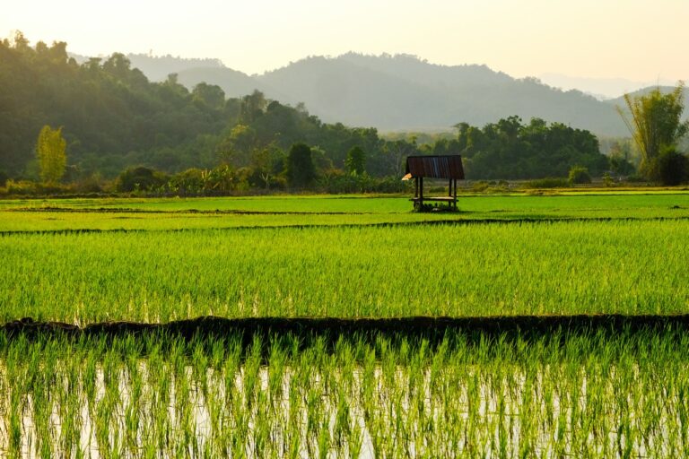 Mushrooms,  Monsoons &  Monasteries
