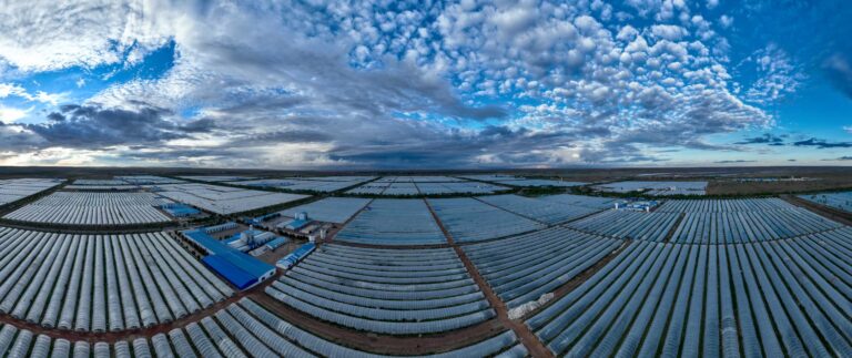 Chinese Spirulina Industry Expands Global Reach, Promoting Health and Nutrition Benefits
